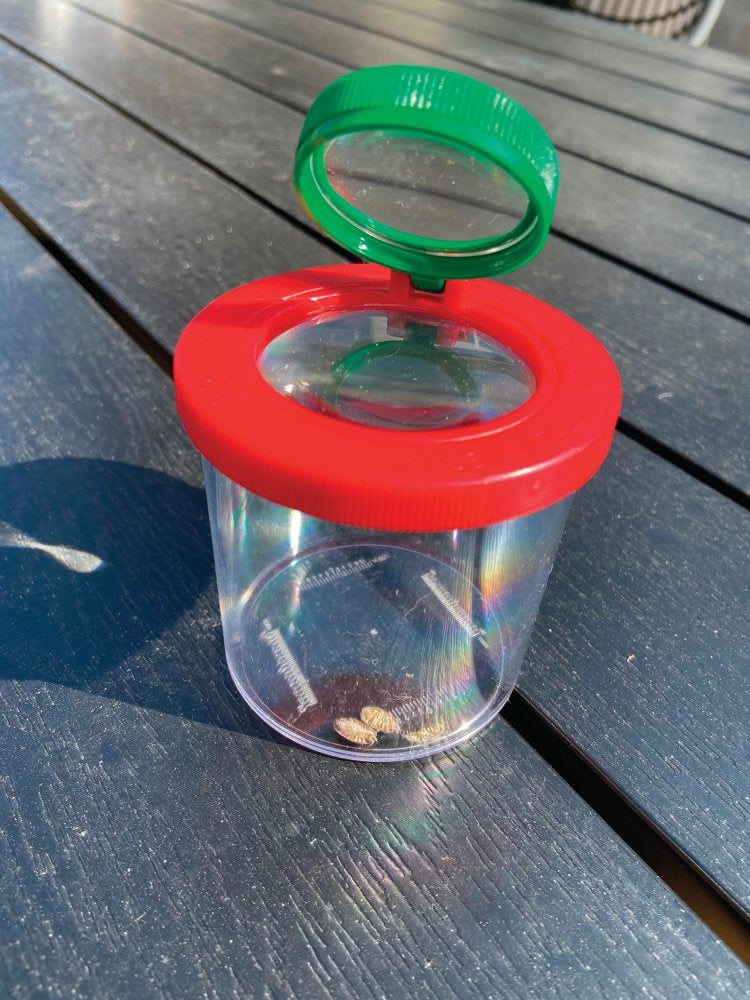 Et sæt med 10 stk. insektglas.