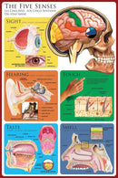 De 5 sanser - plakat - 60 x 90 cm. - Billede 1