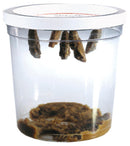 Sommerfugle startsæt - Billede 1