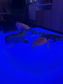 Kube med LED lys - 16 farver - 40 x 40 cm - inkl fjernbetjening.