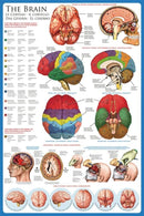 Hjernen - plakat - mål 60 x 90 cm.