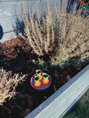 Green Garden Planteskolesæt - Svanemærket plast - Dantoy - 54 dele. - Billede 1