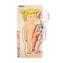 Puslespil fra Beleduc - Pigekroppen - 4 lag - 28 brikker. - Billede 1