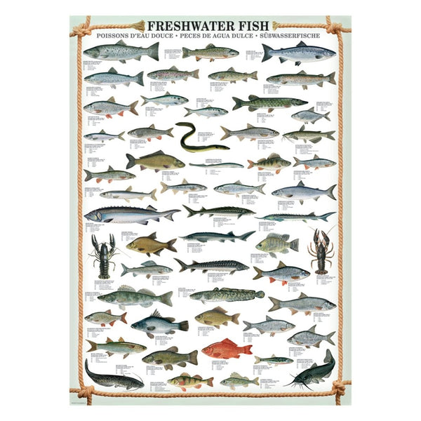 Plakat: Freshwater fish - Str. 60x90 cm. - Billede 1