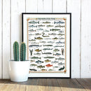 Plakat: Freshwater fish - Str. 60x90 cm. - Billede 1