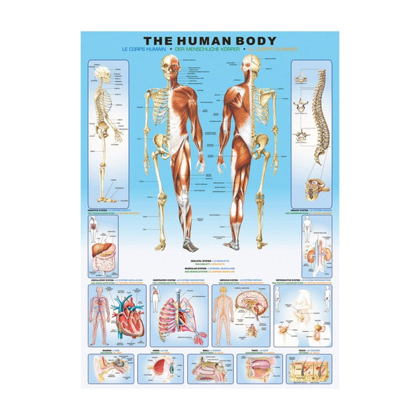 Plakat: The human body - Str. 60x90 cm. - Billede 1