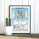 Plakat: The human body - Str. 60x90 cm. - Billede 1