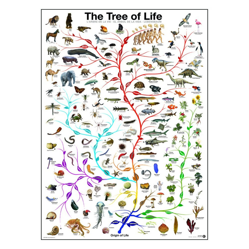 Plakat: The Tree of Life - Str. 60x90 cm. - Billede 1