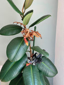 Fantasy Drager fra Papo - 2 stk. - Billede 1