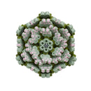 Hama Art midi Sukkulenter - Billede 1