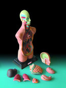 Anatomisæt med 11 dele i halv skala - Edu-Qi - Fra 8 år. - Billede 1