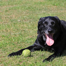 Tennisbolde i pose - 60 stk. - Billede 1