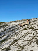 Kælk Twister Slæde fra dantoy - Ø:63 cm